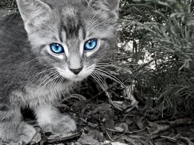 cat eyes - cat with gray fur and blue eyes