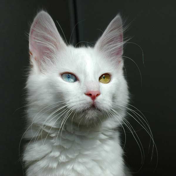 cat eyes - turkish angora cat