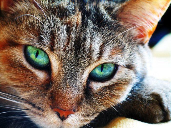 cat eyes - brown she cat with green eyes