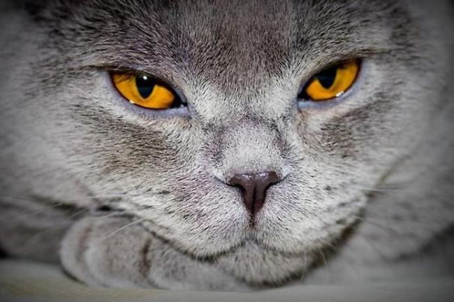 cat eyes - amber eyes cats