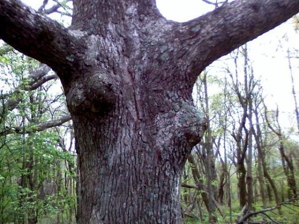 A New Meaning To Being A Tree Hugger