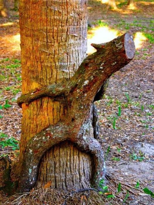 A New Meaning To Being A Tree Hugger