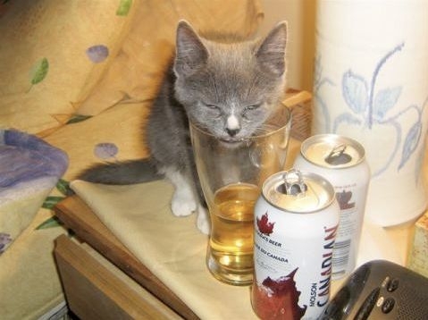 Drunk Pussy