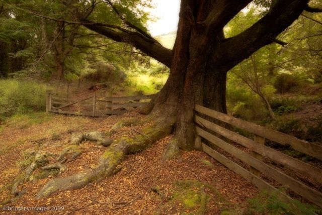 WSDMC Daily Selection