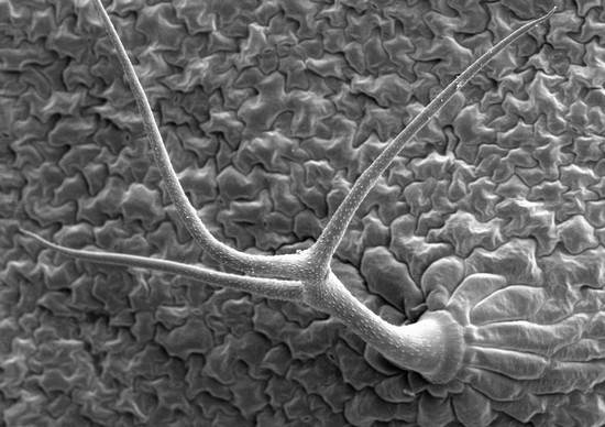 Lower surface of a Arabidopsis thaliana leaf