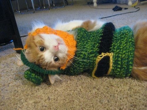 St. Patrick's Day Cats