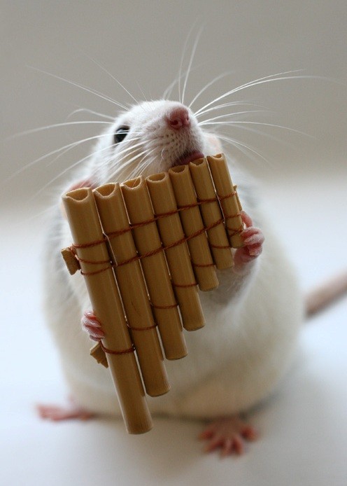 Musical Hamsters