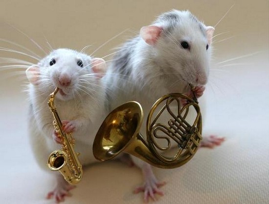 Musical Hamsters