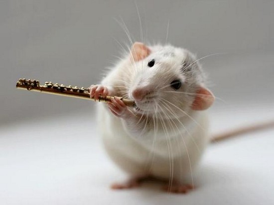 Musical Hamsters