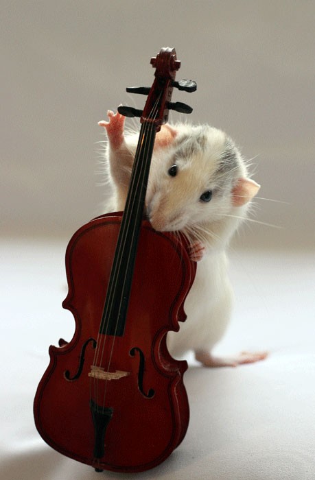 Musical Hamsters