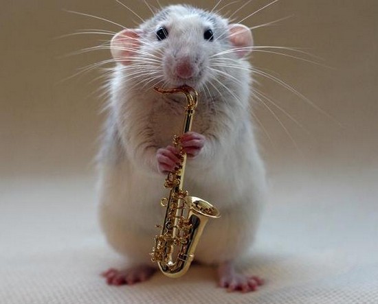 Musical Hamsters