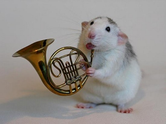 Musical Hamsters