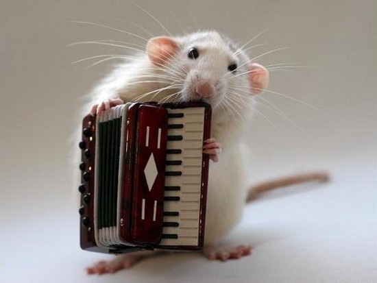 Musical Hamsters