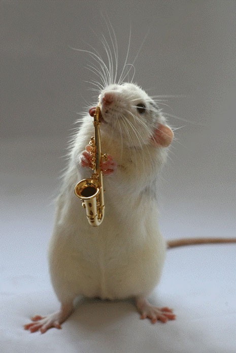 Musical Hamsters