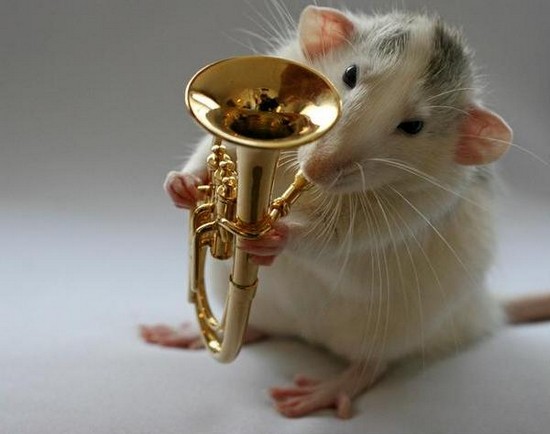 Musical Hamsters