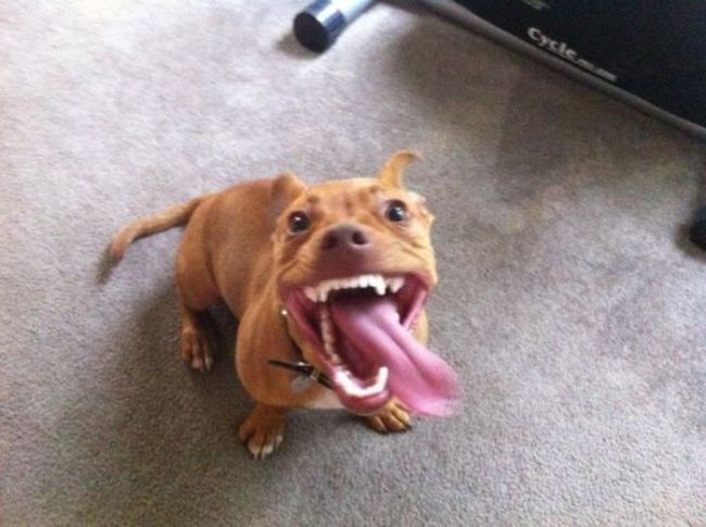 pitbull with a funny face