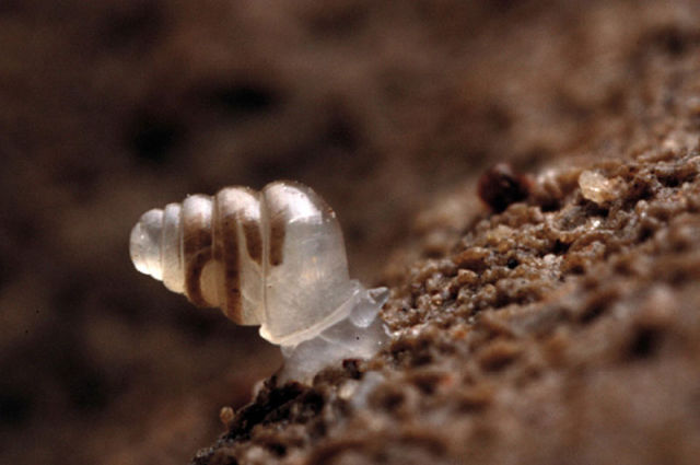 Snail With Semi-Transparent Shell Discovered