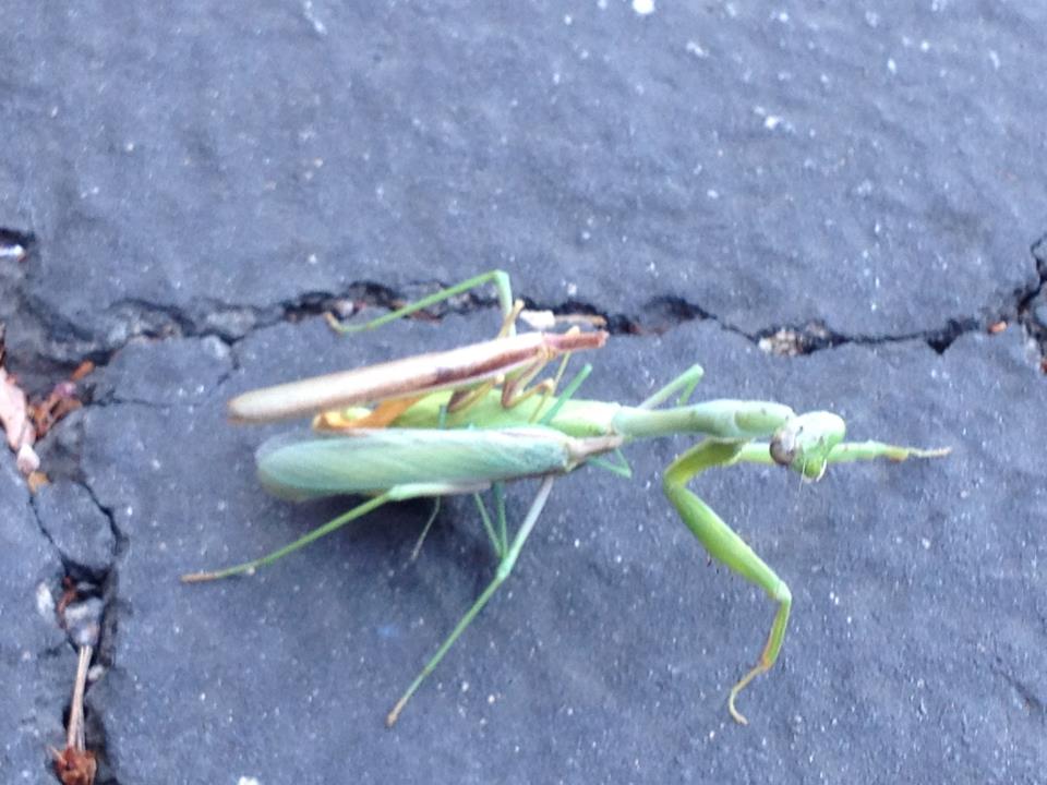 Female Praying Mantis with two decapitated males on her back