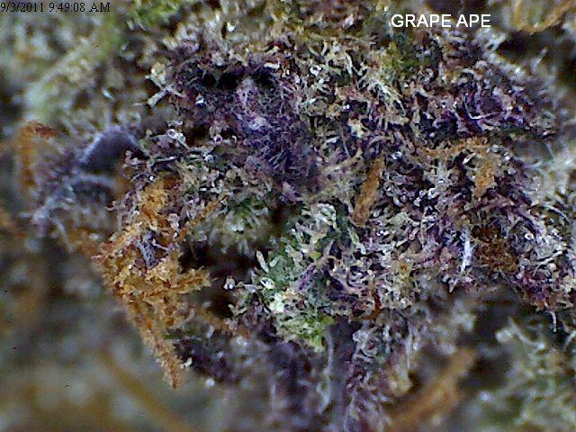 My personal favorite Grape Ape :