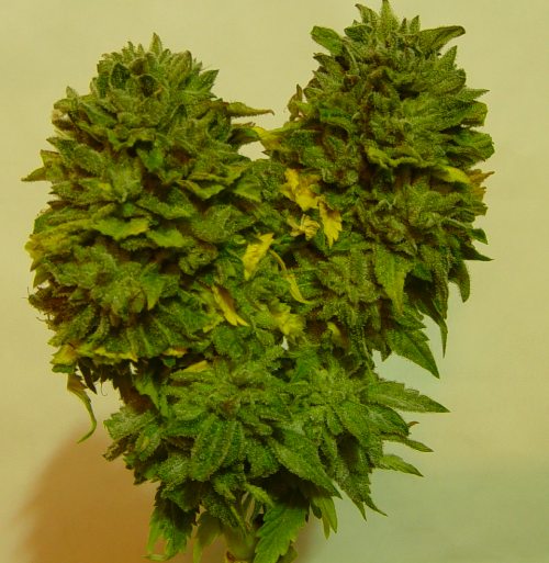 D'awww, I love you too marijuanas 3 God's Lemon Skunk Heartnug :3