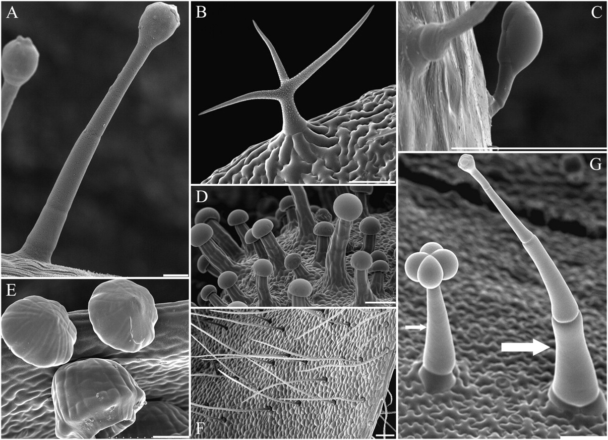 A lot closer. This is an electron micrograph of a trichome. In other words, a very very close up picture of one.