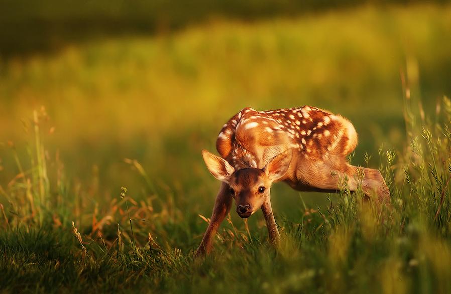 25 Beautiful Animal Photos