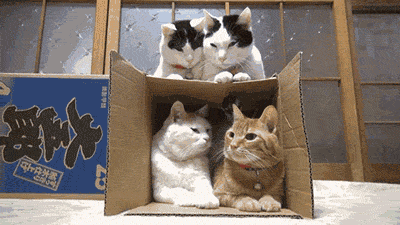 cats in box gifs
