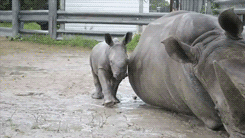 baby rhino falling gif
