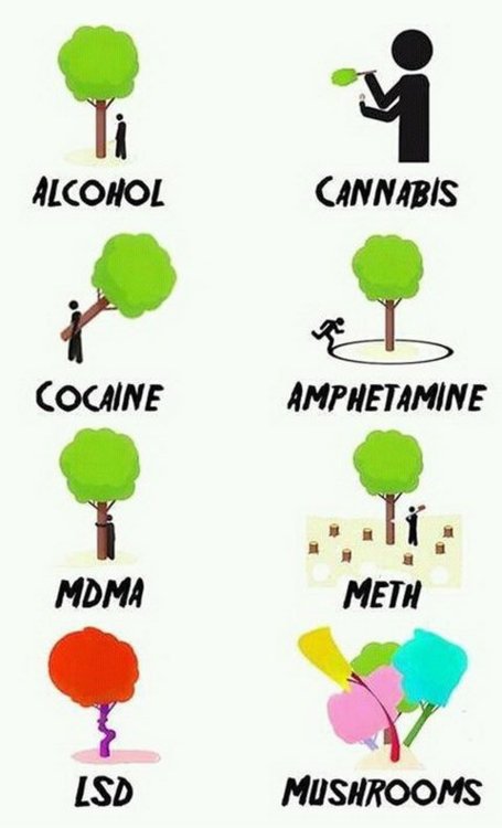 lsd shroom - Alcohol Cannabis Cocaine Amphetamine Mdma Meth Mushrooms