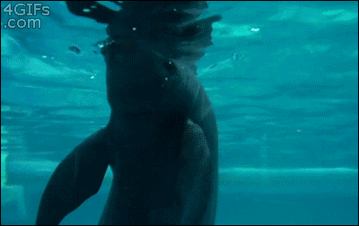 beluga swimming backwards gif - 4 GIFs .com
