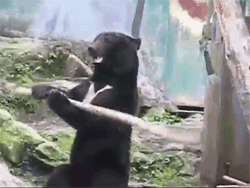 kung fu bear