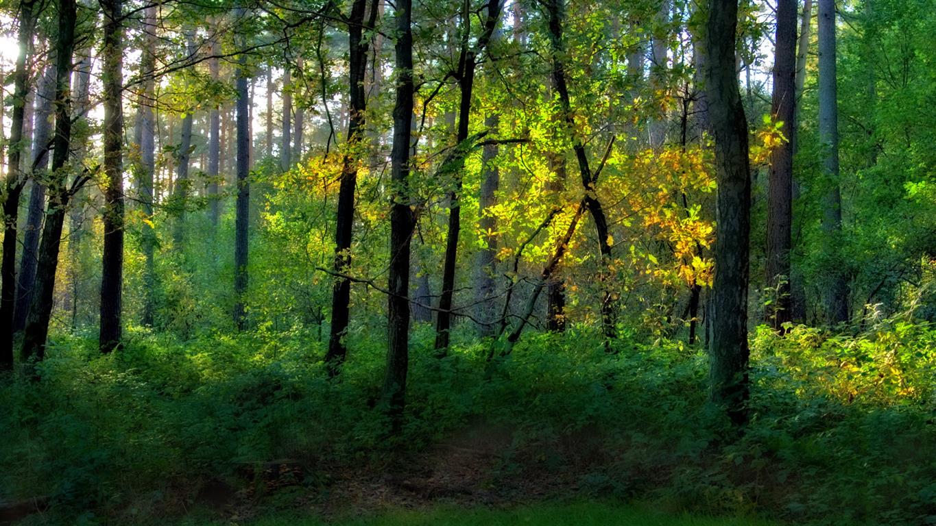 forest screensaver -