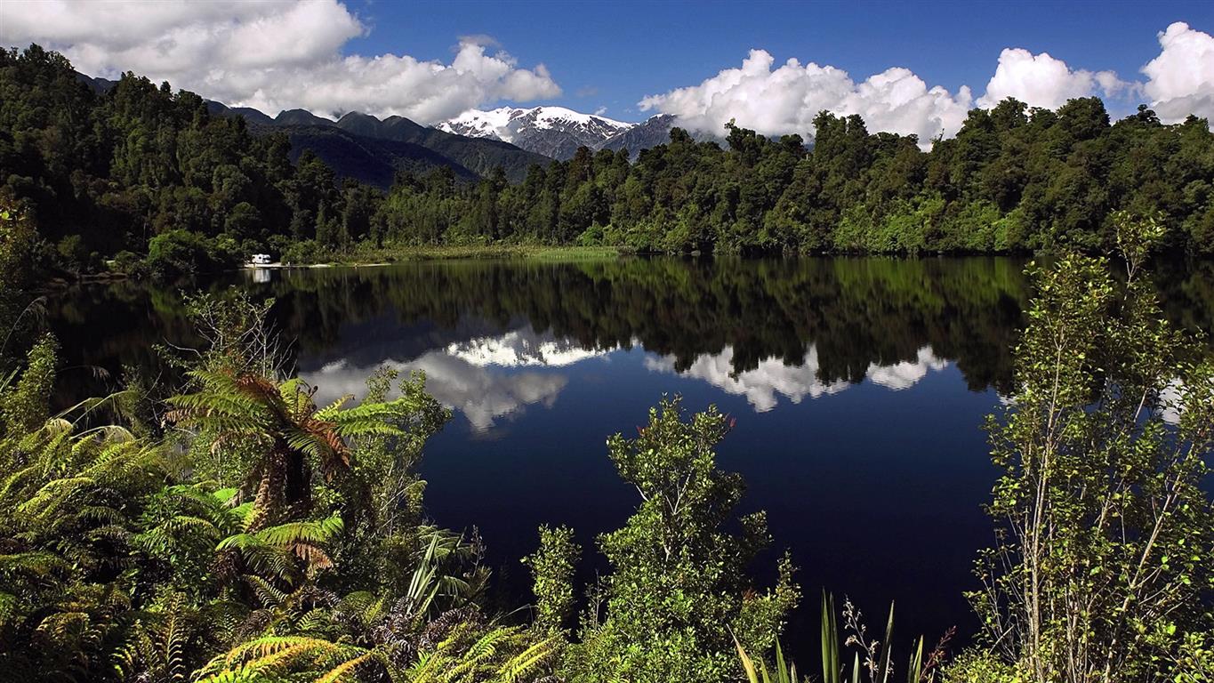 new zealand forest hd