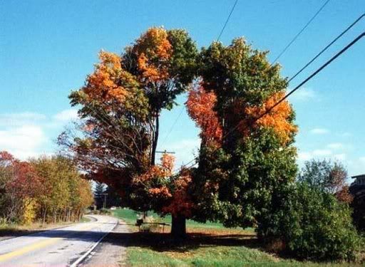 Picture dump I got from your mom