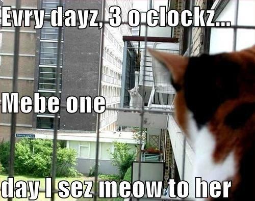 Caturday Cat Memes