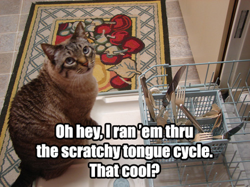 Caturday Cat Memes