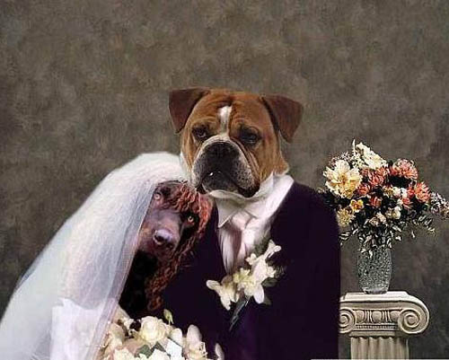 Weird Wedding Pics