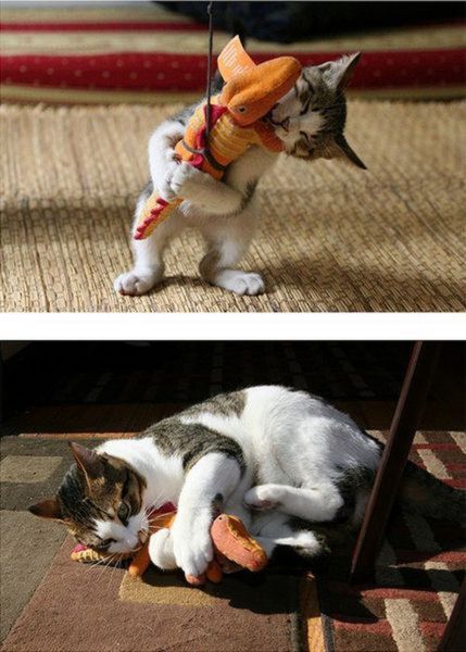 kitten to cat - cats love their toys