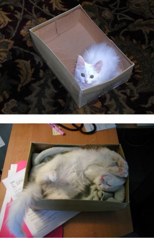 kitten to cat - cat in shoe box
