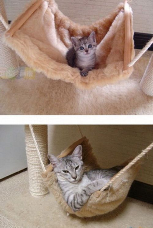 kitten to cat - then and now cat