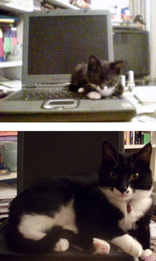 kitten to cat - cats then and now