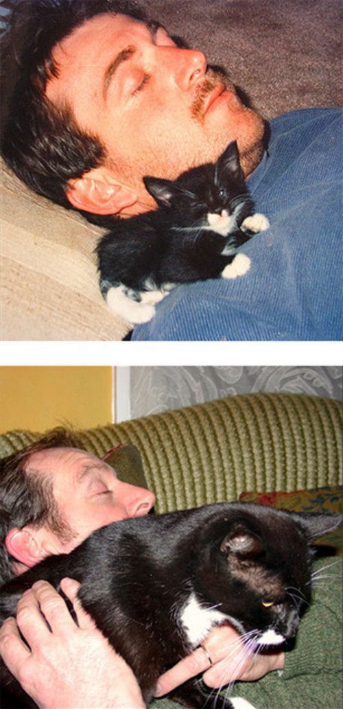 kitten to cat - then and now cat