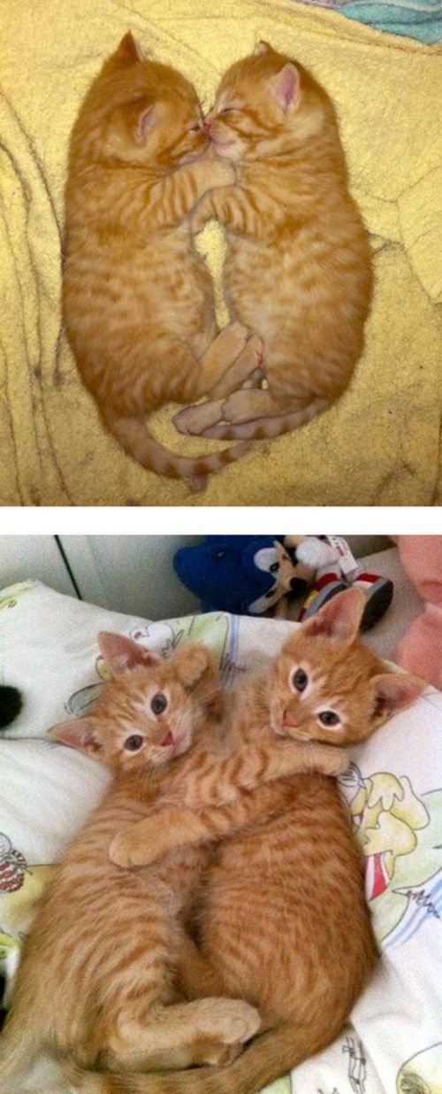 kitten to cat - cats then and now