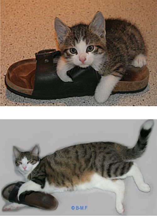 kitten to cat - cat then and now - BM.F