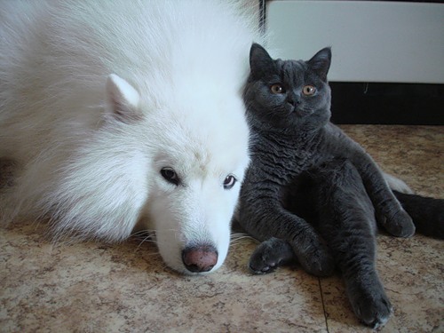 Interspecies Friendships