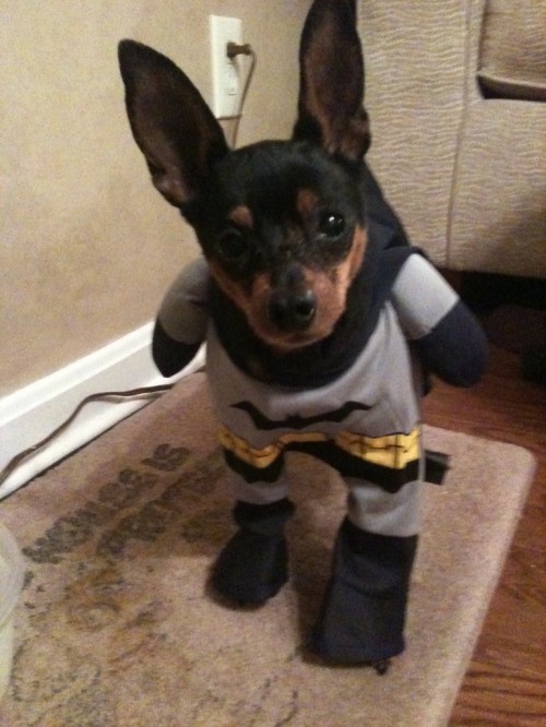 Animals Dressed as Batman Characters