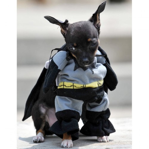 Animals Dressed as Batman Characters