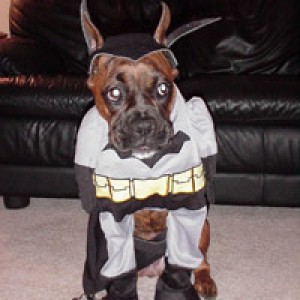 Animals Dressed as Batman Characters