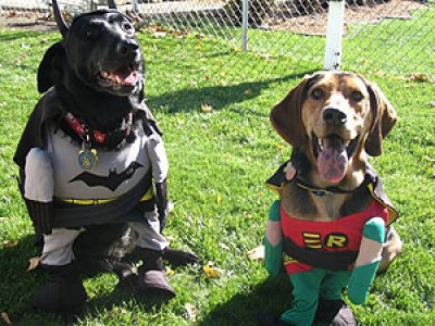 Animals Dressed as Batman Characters