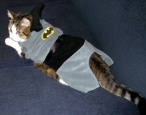 Animals Dressed as Batman Characters